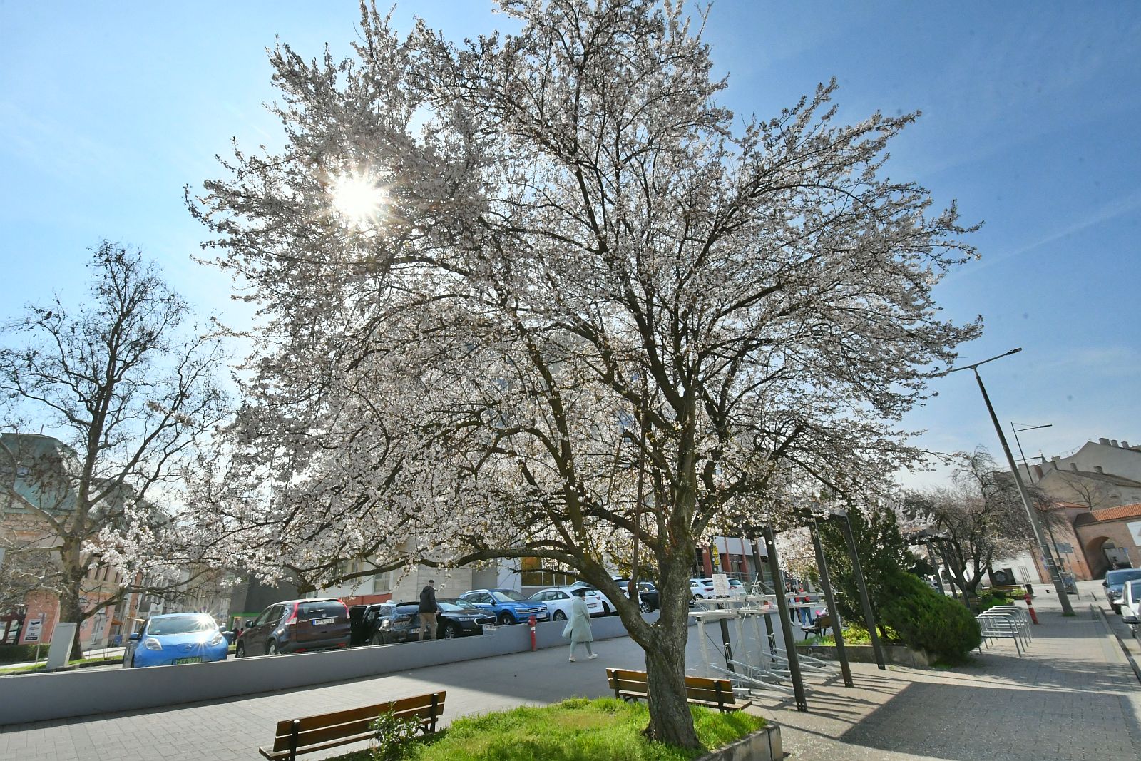 Virágba borította a fehérvári fákat és bokrokat a tavaszi napsütés